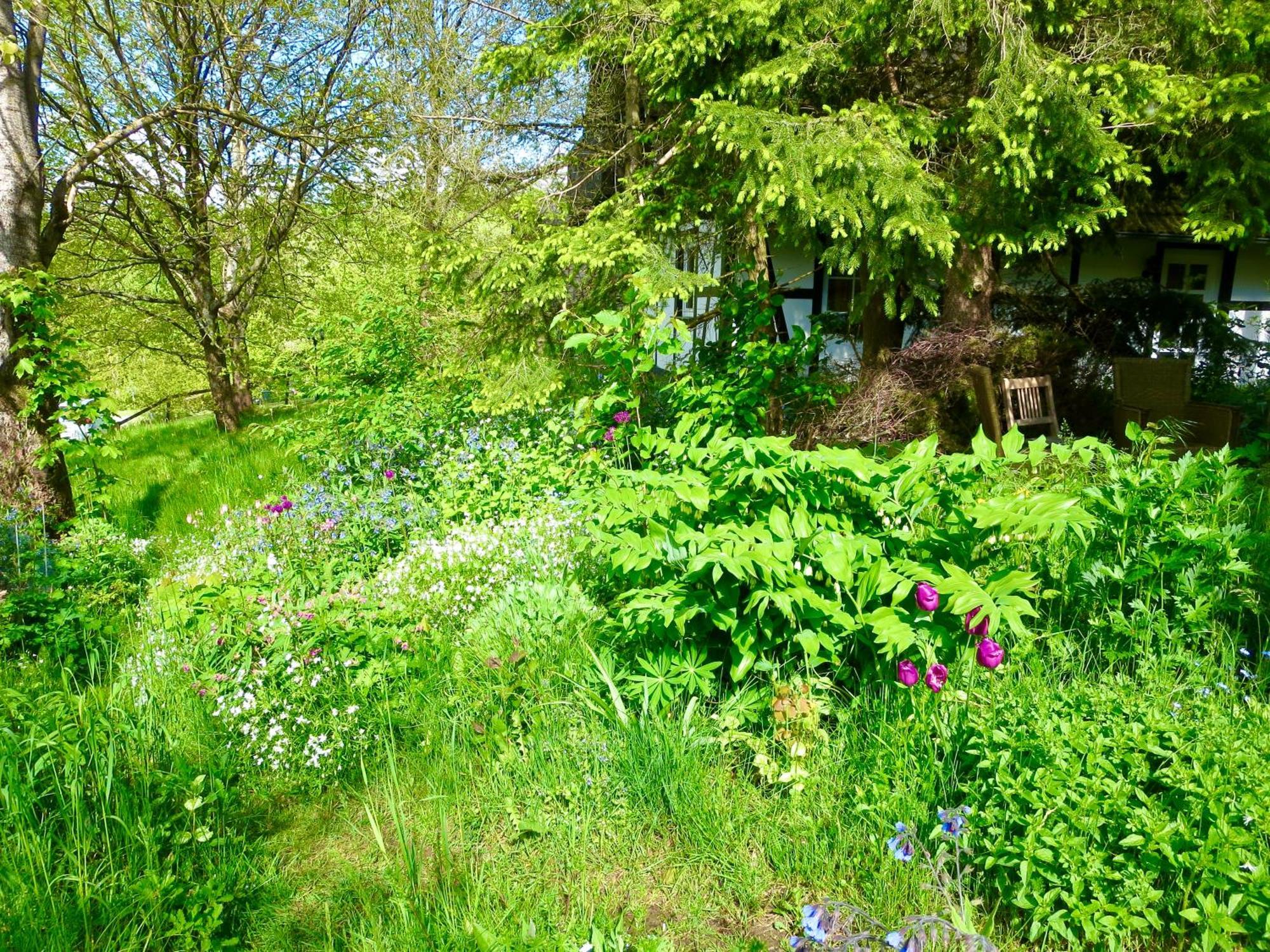 Natururlaub Frankenau Exterior foto